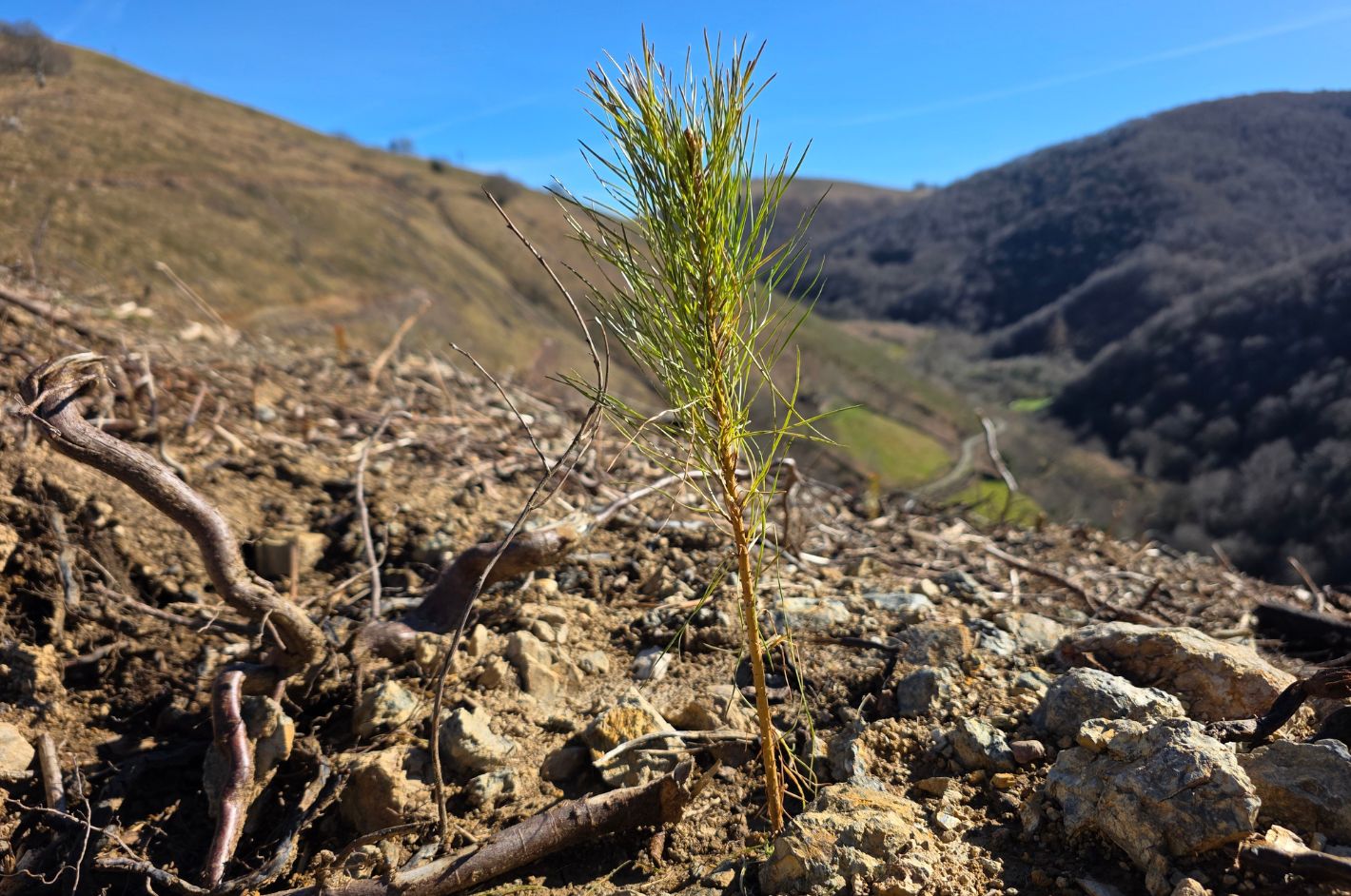Sembrar esperanza sobre la ceniza