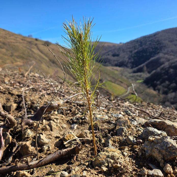 Sembrar esperanza sobre la ceniza