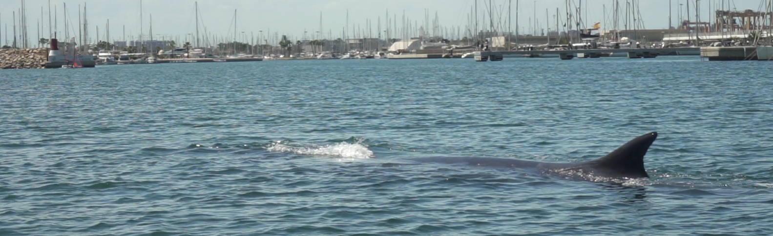 Devuelven a mar abierto a una ballena de 18 metros desorientada
