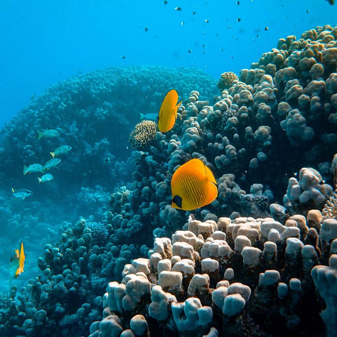 Zer da ekonomia urdina?