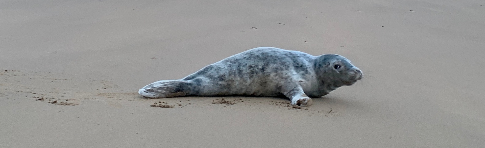 Sorpresa ante una particular bañista en la playa de Getaria