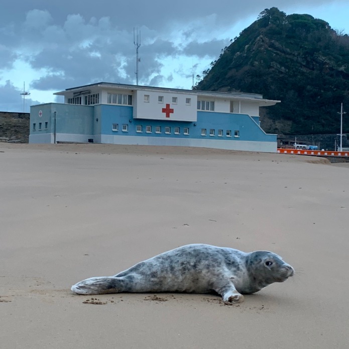 Ezustekoa Getariako hondartzan bainulari partikular baten aurrean