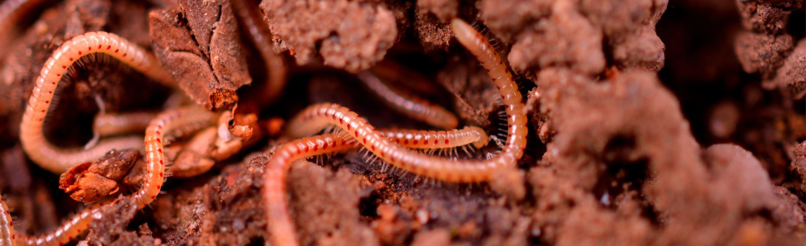Lombrices que ayudan a combatir el cambio climático
