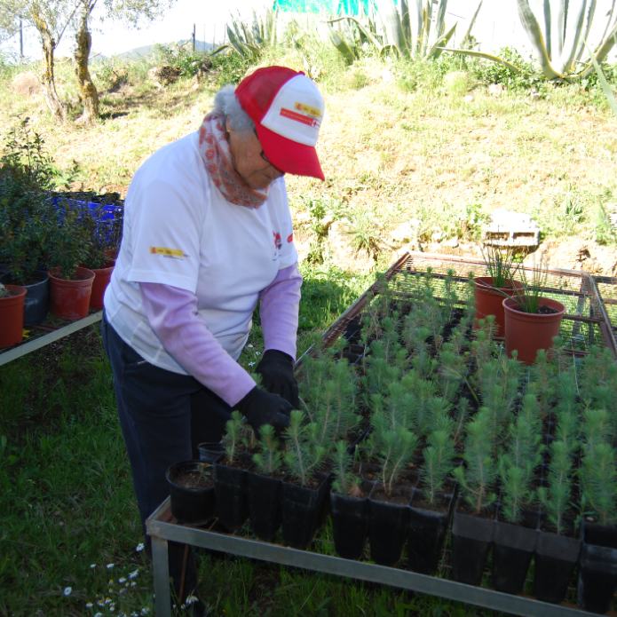 Bajo la sombra del pinsapo