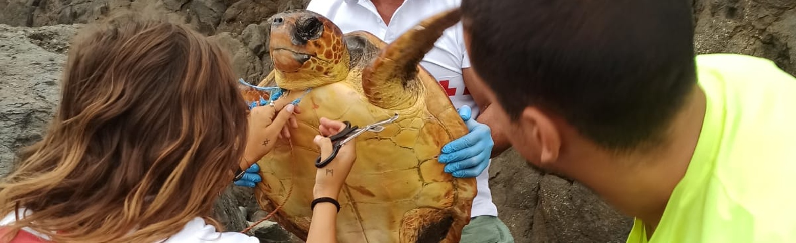 Una tortuga de vuelta al mar