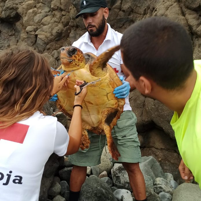 Itsasora itzultzeko dortoka bat