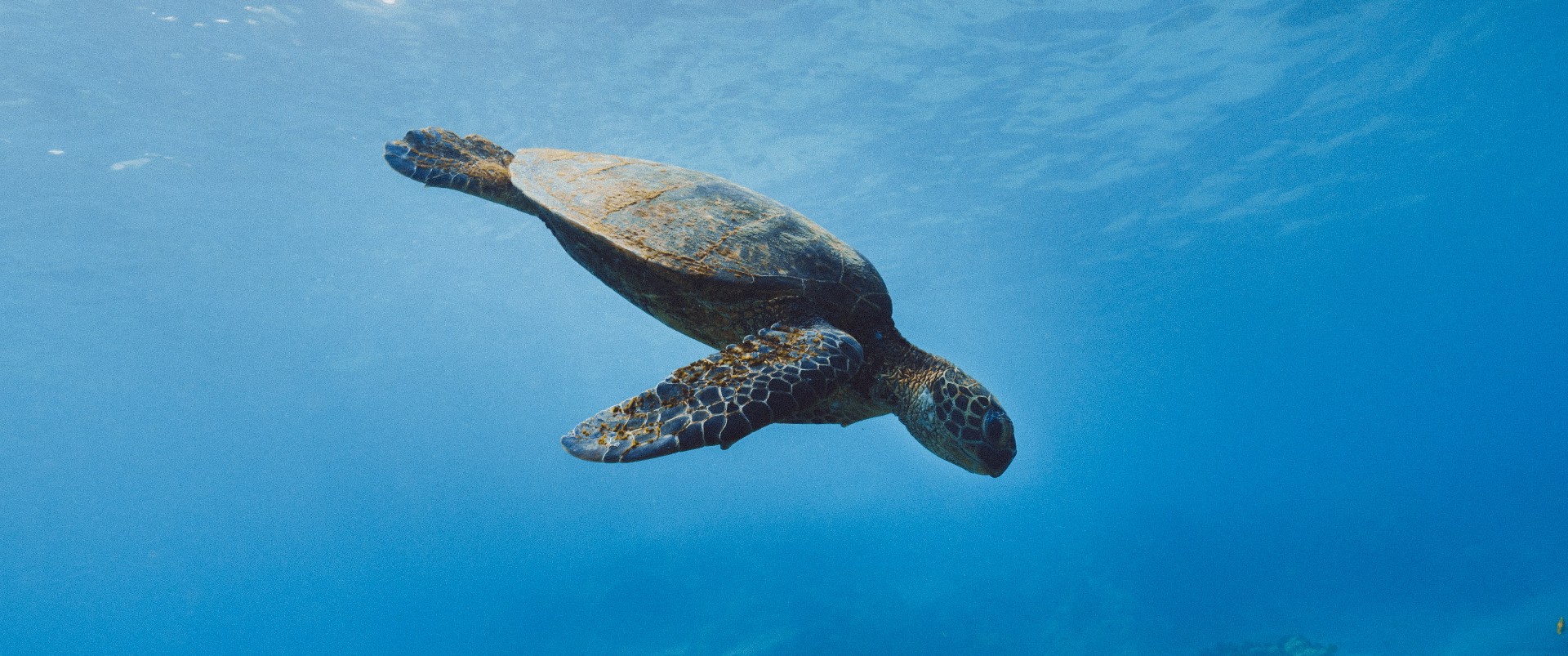 ¿Qué hacer si encuentro una tortuga marina?