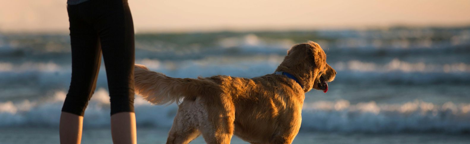 Cómo proteger a tu mascota del calor extremo