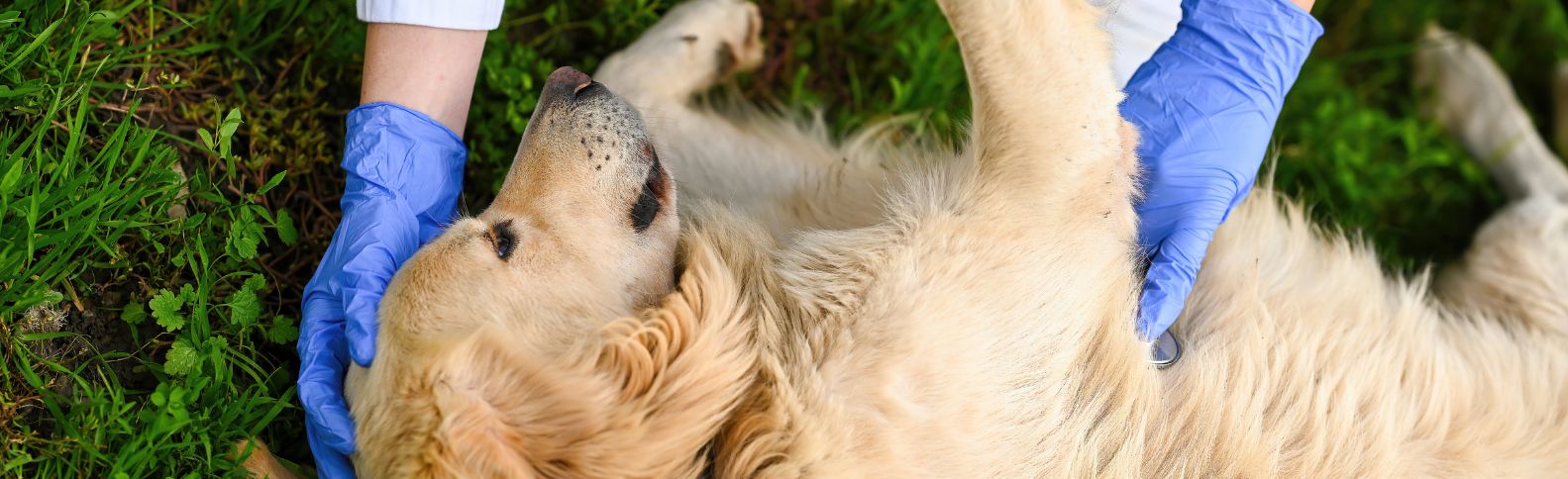 Cómo socorrer a tu mascota en caso de emergencia