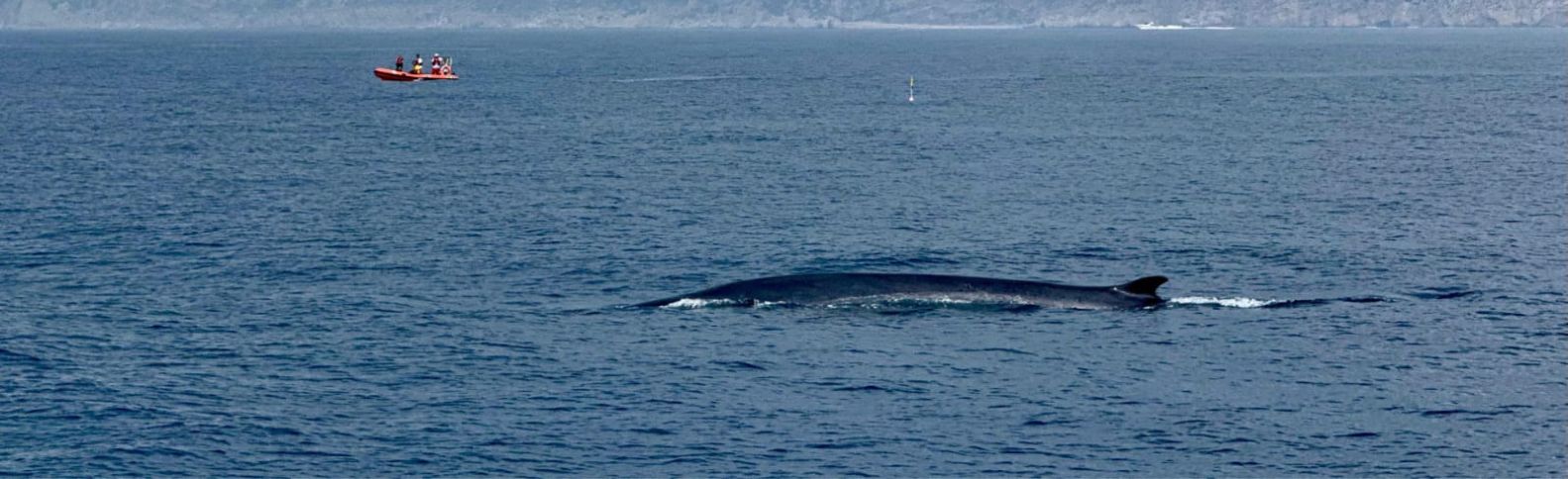 Se ha avistado un tesoro marino en Dénia