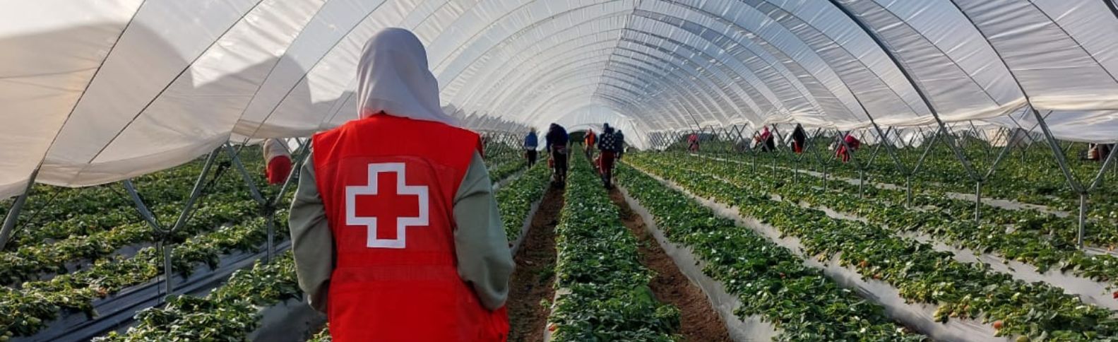 Asegurar la integración de las mujeres temporeras durante la recolecta de la fresa