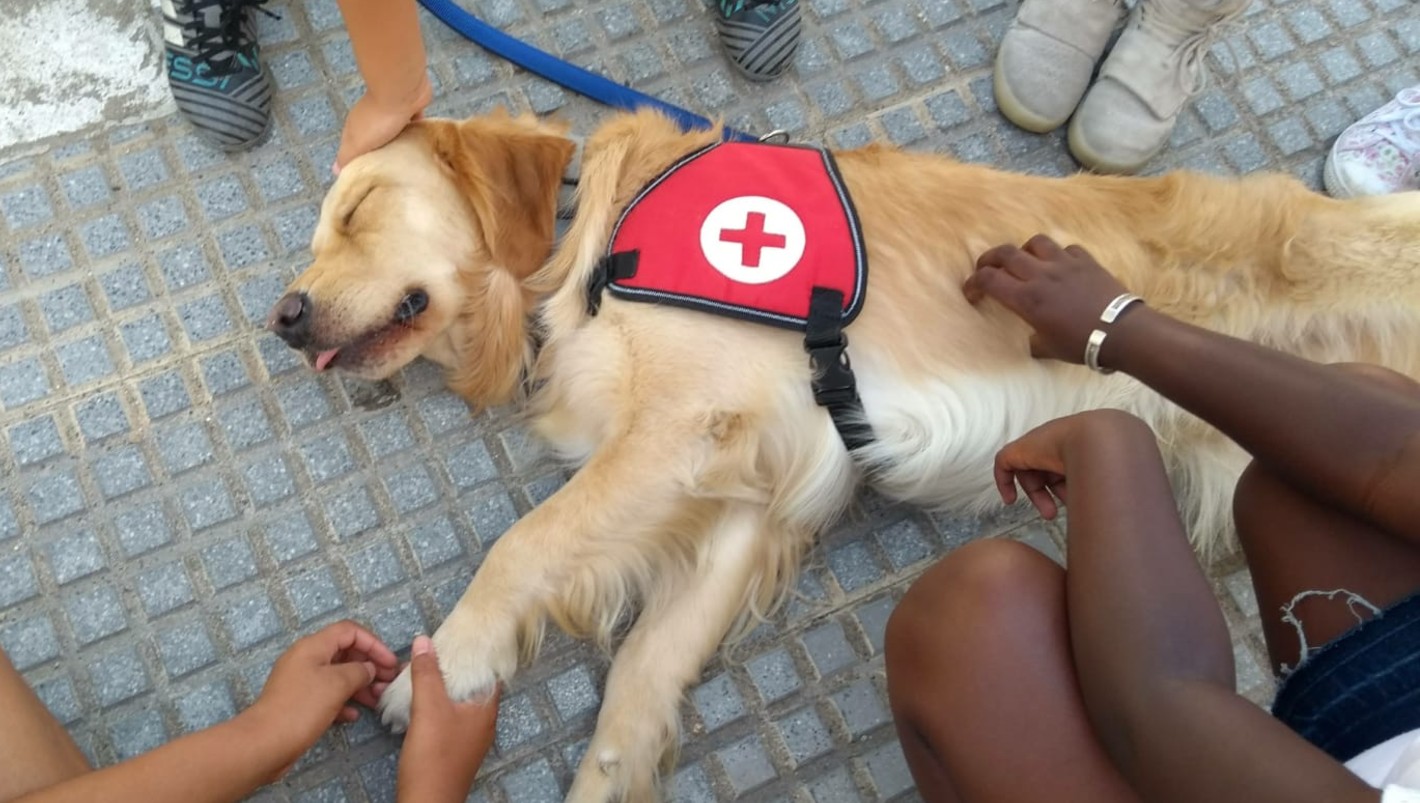 Perros que cuidan de personas