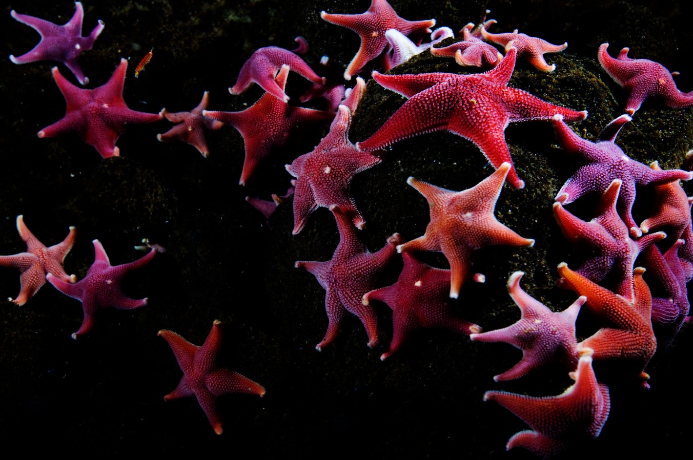 PROTEGER LA BIODIVERSIDAD Y LA SOSTENIBILIDAD DE LA PRODUCCIÓN PESQUERA EN AGUAS INTERNACIONALES