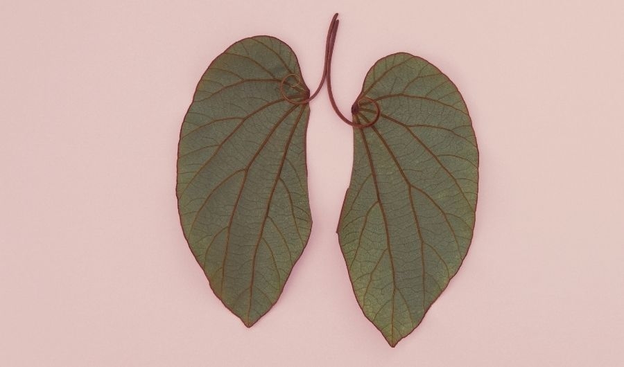 Mycobacterium tuberculosis