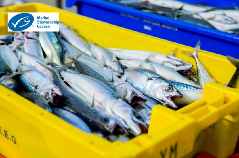 Promueve la conservación de los océanos con tus hábitos