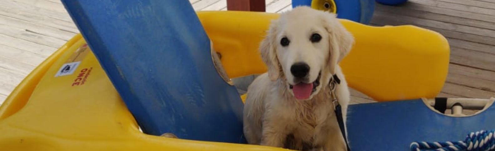 Chui hace historia al ser el primer socorrista canino