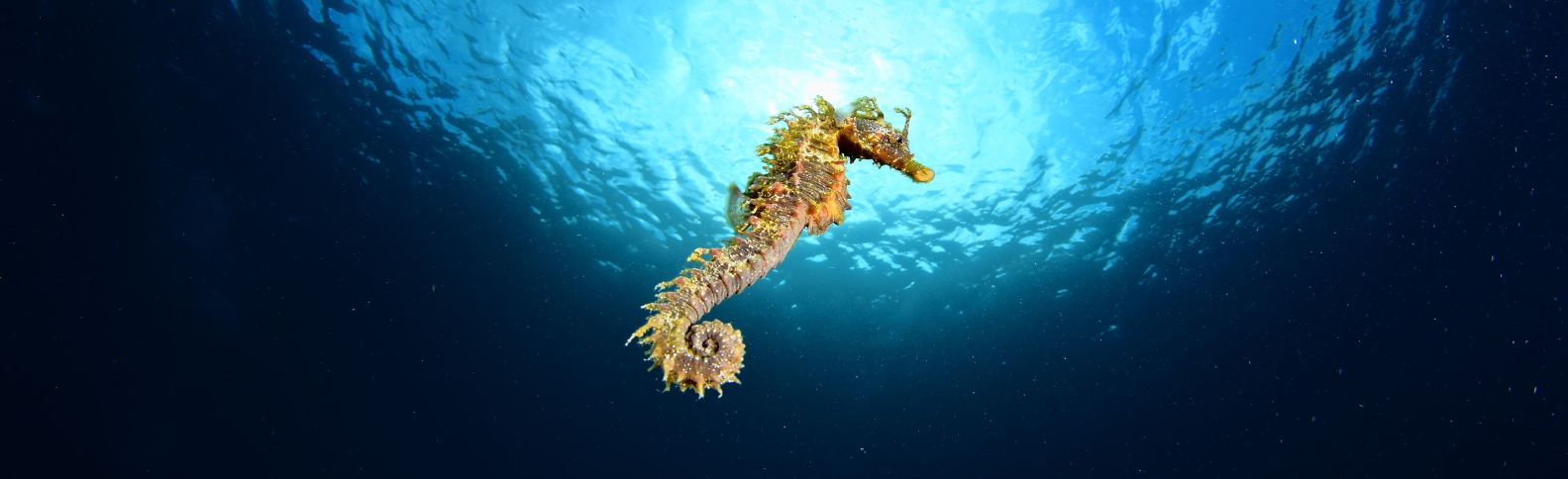 La población de caballito del Mar Menor, en peligro