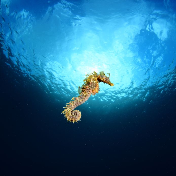 La población de caballito del Mar Menor, en peligro