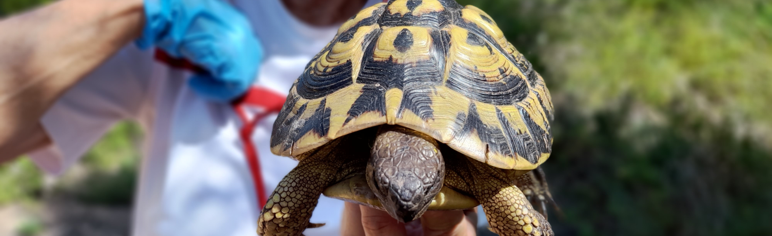 Proteger a la tortuga mediterránea