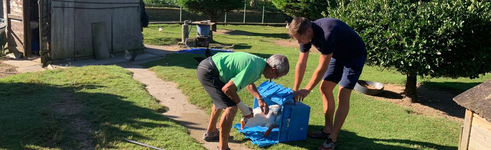 Al rescate de unas ocas desorientadas