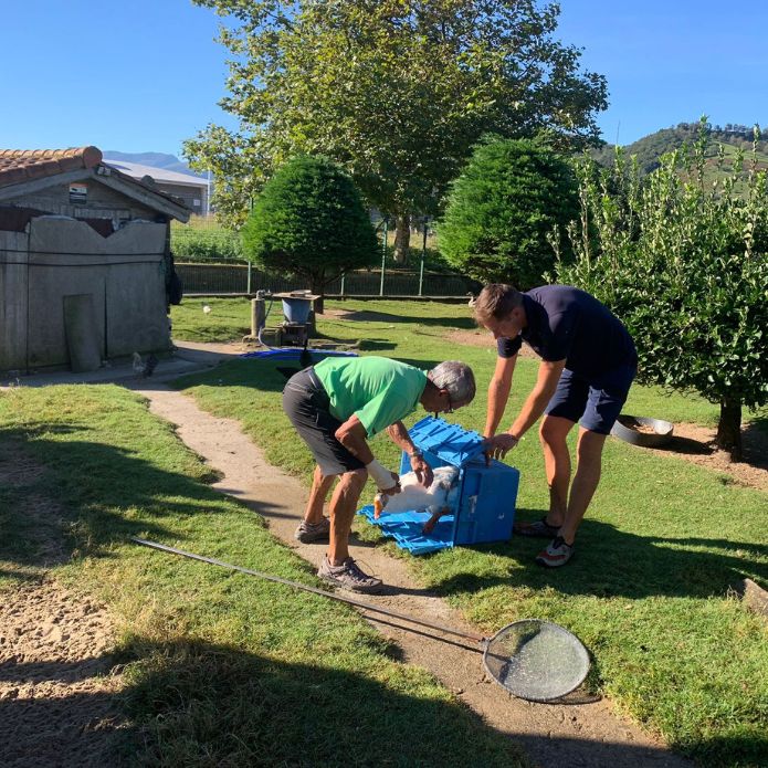 Al rescate de unas ocas desorientadas
