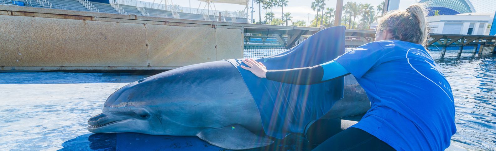 El Oceanogràfic de Valencia forma a personal de Cruz Roja para mejorar la atención de fauna marina varada