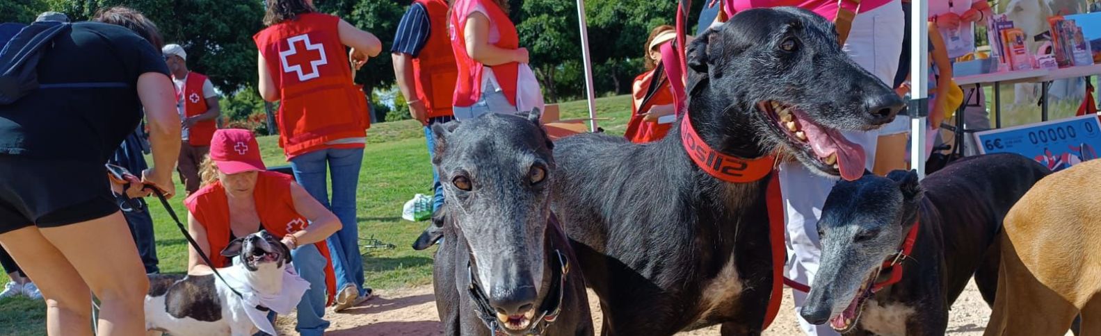 Una carrera canina para conseguir el oro