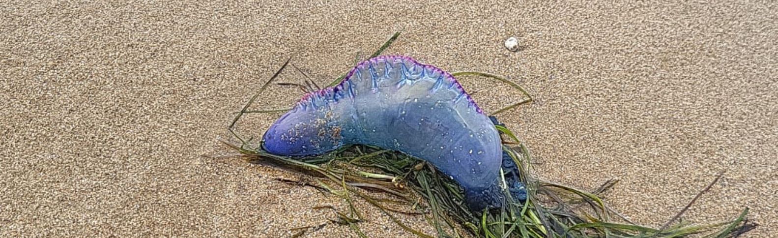 Qué son las carabelas portuguesas y cómo actuar ante su picadura